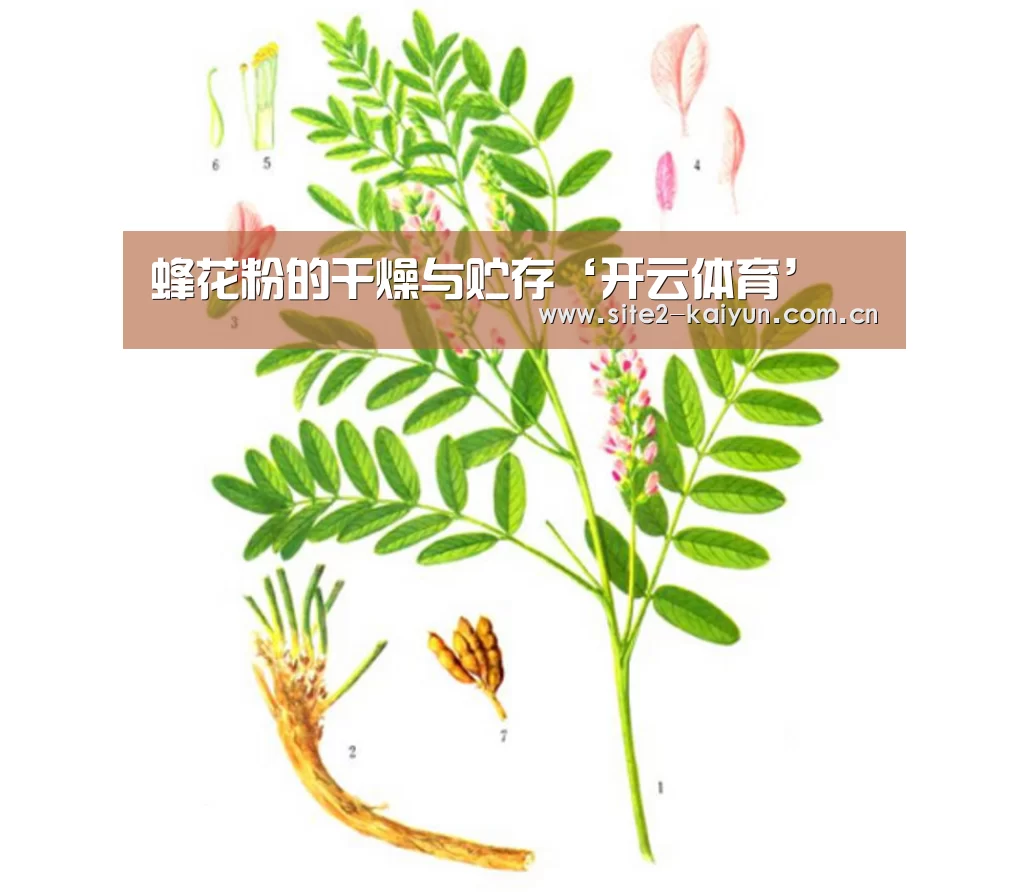 蜂花粉的干燥与贮存‘开云体育’(图3) 开云体育